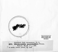 Stemonitis arcyrioides image